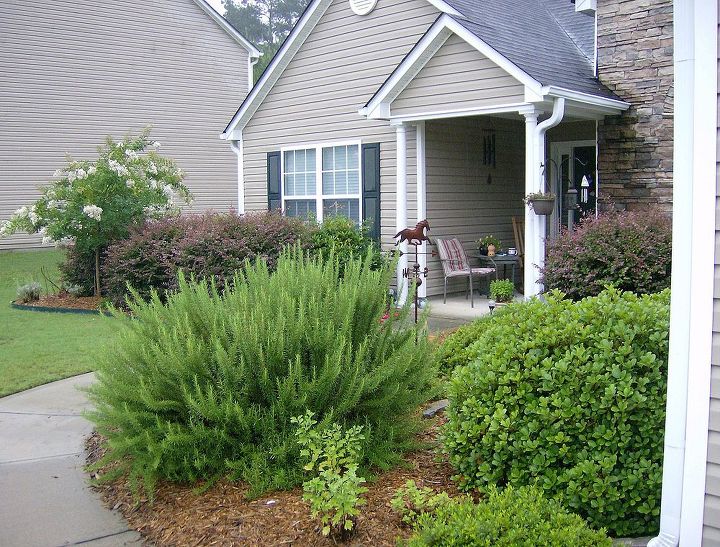 my front yard, gardening, outdoor living, My Rosemary bush
