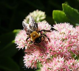 the bee attraction, gardening, The bees have taken over the sedum plant
