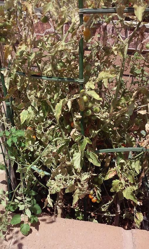 tomato plant covered in webs what is it, gardening, Overall condition of the plant is bleak but has a lot of fruit on it which tastes excellent