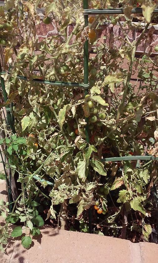 planta de tomate cubierta de telaraas qu es, El estado general de la planta es sombr o pero tiene muchos frutos que tienen un sabor excelente