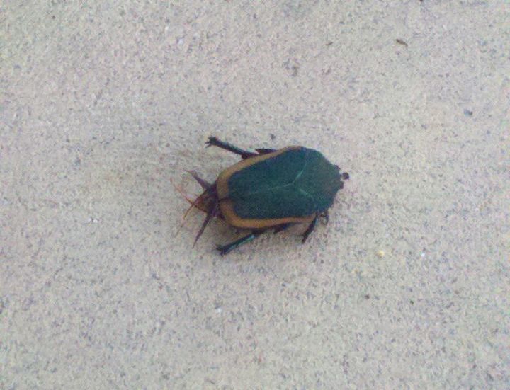 what is this bug, pets animals