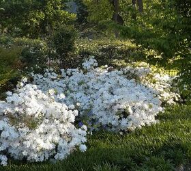 garden blooms june zone 6, container gardening, flowers, gardening, hibiscus, hydrangea, outdoor living, Azaleas in bloom late April