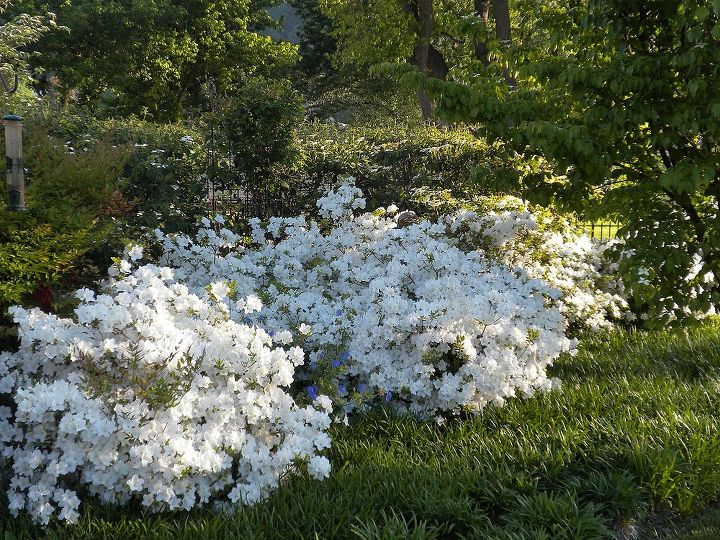 garden blooms june zone 6, container gardening, flowers, gardening, hibiscus, hydrangea, outdoor living, Azaleas in bloom late April