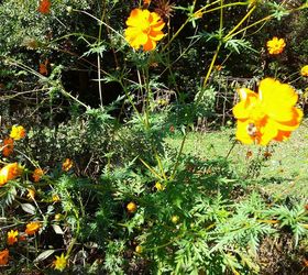 my 2013 flowers, flowers, gardening, hibiscus, although they look yellow here these are actually Orange cosmos the taller ones