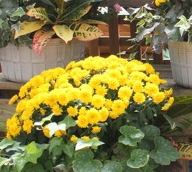 fall planters and gardening tips, container gardening, gardening, seasonal holiday d cor, Yellow Mums