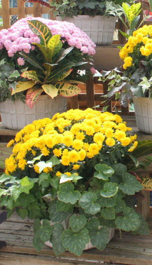 macetas de otoo y consejos de jardinera, Crisantemos amarillos
