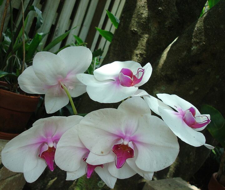 summer blooms, gardening, Love my orchids