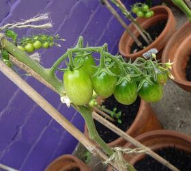 my garden labour of love and work in progress, flowers, gardening, outdoor living, august tomatoes update