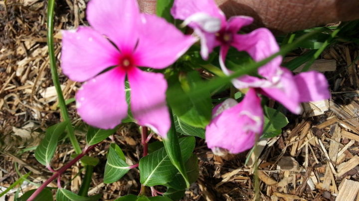 q is this a madagascar periwinkle catharanthus roseus, gardening, My plant 2