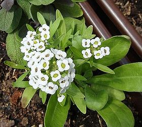 10 great friends veggie garden companion plants, flowers, gardening, 5 Sweet Alyssum Attracts hoverflies enemy of aphids and bees