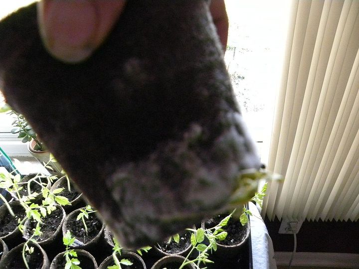 q plantulas de tomate perdiendo hojas