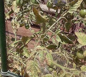tomato plant covered in webs what is it, You can barely see the spider web It stretches between the leaves on top