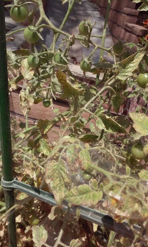 q planta de tomate cubierta de telaranas que es, Apenas se ve la telara a Se extiende entre las hojas de la parte superior