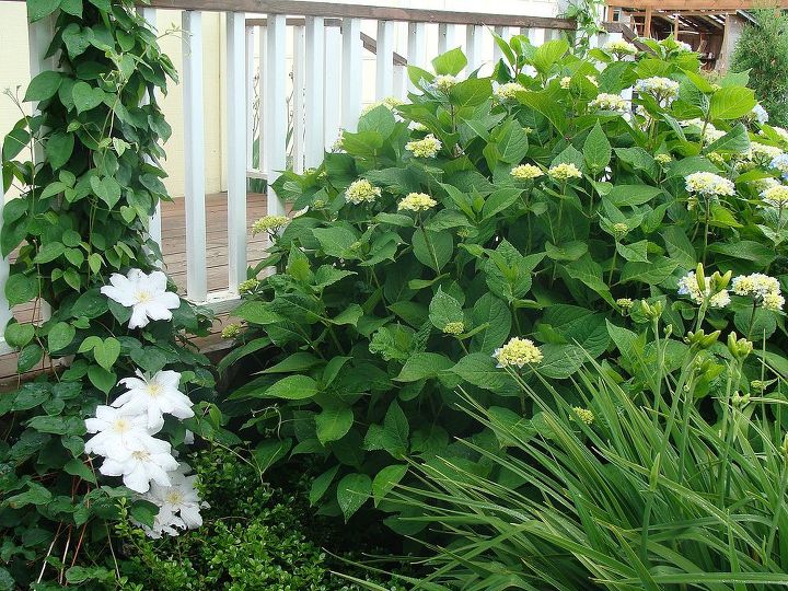 tried and true shrubs amp perennials, flowers, gardening, hydrangea, perennials, I can never have too many hydrangeas Sigh No clematis didn t make the list I grow them but they are fussy for me