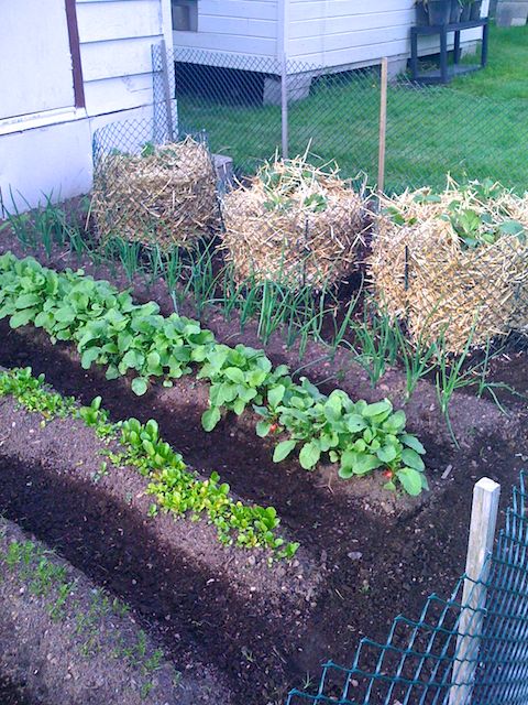 10 diy vertical garden ideas, diy, gardening, Save space in the garden with potato towers made from recycled materials and easy to make