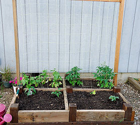 old bed frame repurposed as a raised garden bed, gardening, raised garden beds, repurposing upcycling, woodworking projects, A few 2x4 s and a garden net create a nice climbing trellis for the string beans and contain the tomatoes