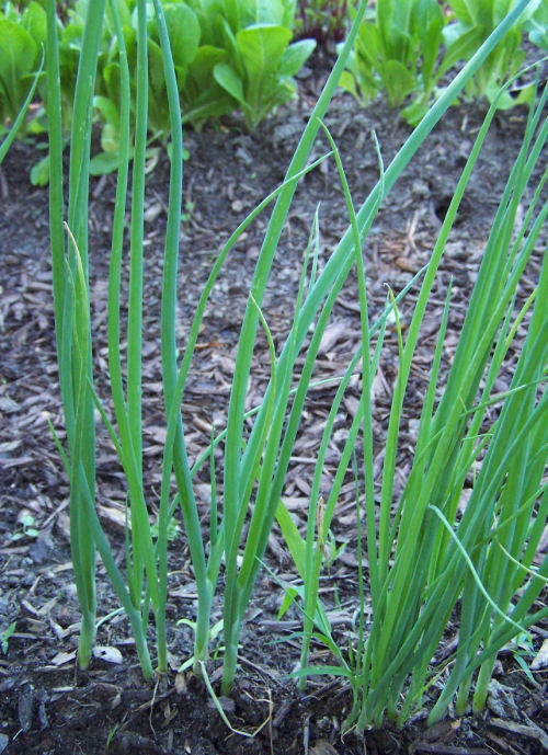 growing spring onions a great cut and come again veggie, gardening