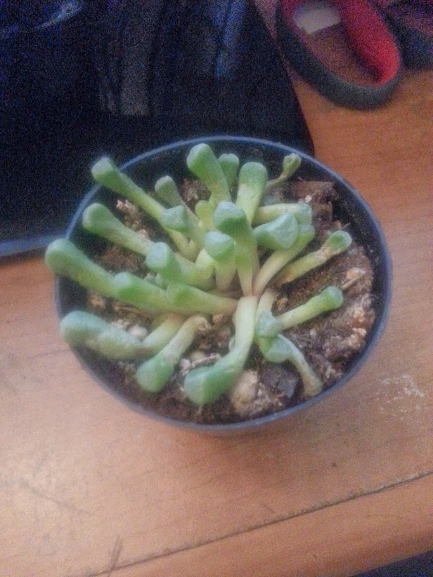 are my babytoes succulent dying, flowers, gardening, succulents, Uniqueculent Babytoes