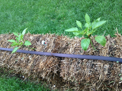 funciona realmente la jardinera con balas de paja, Pimientos plantados a finales de junio