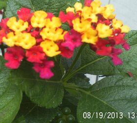 just some of the flowers in our yard, flowers, gardening, Lantana love this flower