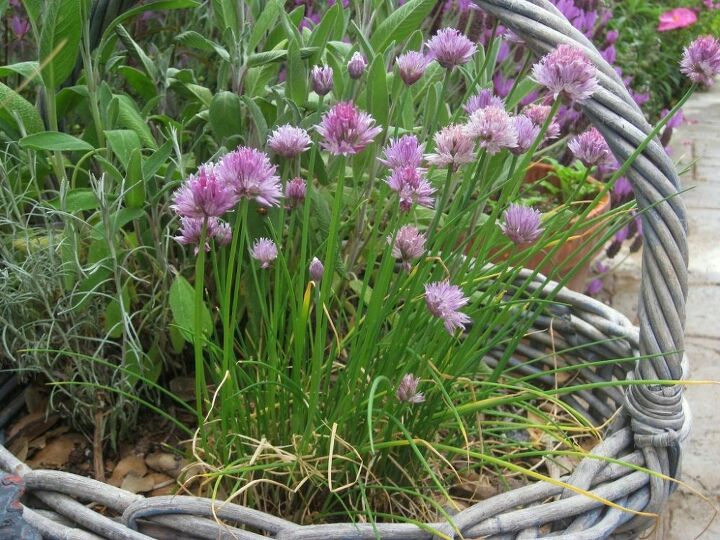 grow the 7 most profitable vegetables in your garden, gardening, Chives overwinter in Zone 7