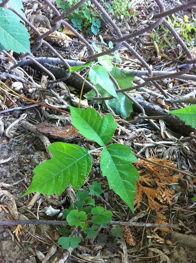 which of these pictures is poison ivy, gardening, Fellow at work suggested this was poison oak
