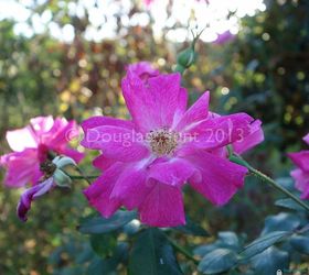 december garden blooms, flowers, gardening, hibiscus, Rosa Old Blush zones 6 9