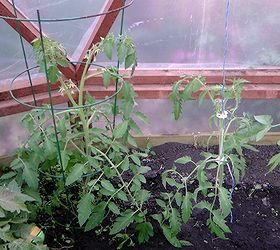 to prune or not to prune tomato plants, gardening
