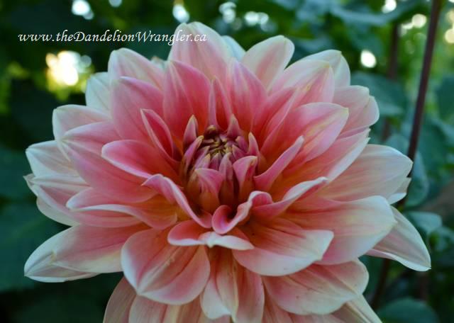 the summer of dahlias, gardening, Loved the rosey hues