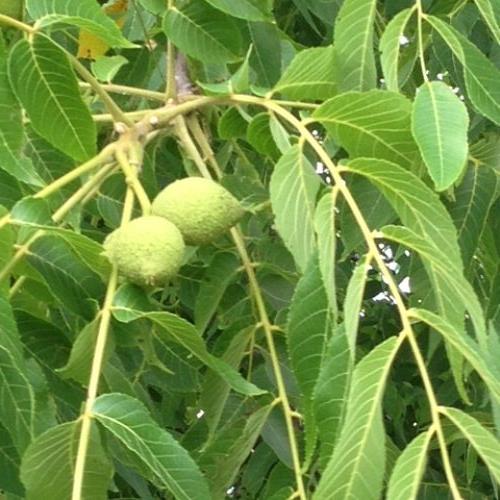 discovered a secret spot off the beaten path, gardening, last year we discovered that this tree is a fruit bearer I love walnuts