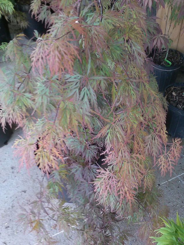 my love affair, Orangeloa