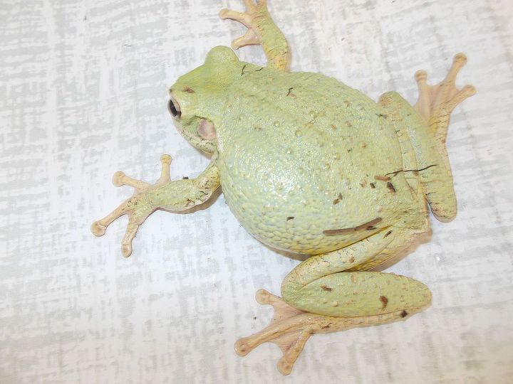 q what kinda frog, pets animals, I guess he climbed up cause he has good grippers