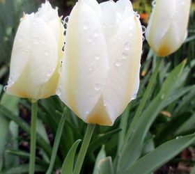 what s blooming in the garden today, flowers, gardening, Perennializing Tulips