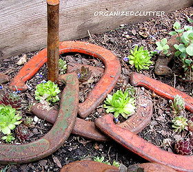 12 fun ways to plant hen amp chicks, gardening, outdoor living, repurposing upcycling, succulents, In and among a vintage iron horse shoe game