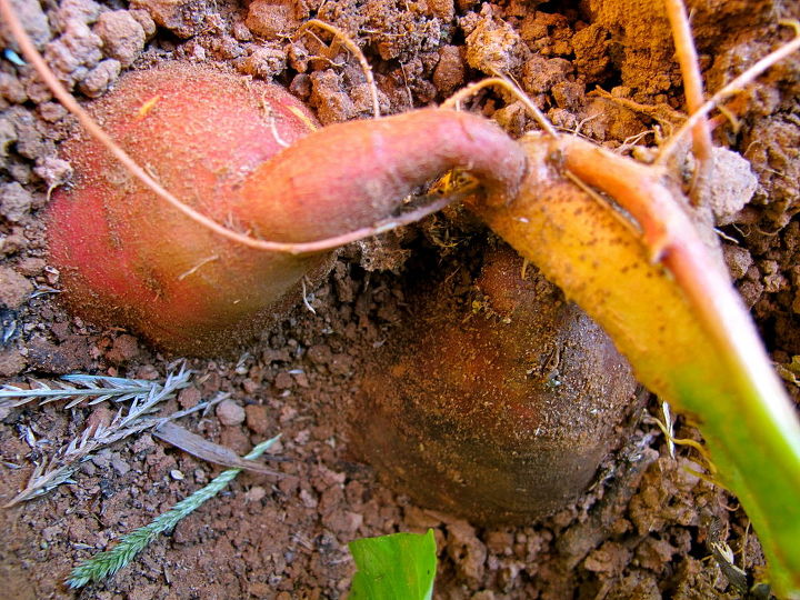 growing and harvesting sweet potatoes, gardening, They need a long growing season and should be harvested near the first frost date