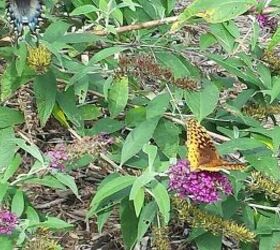 more butterfly garden pics, gardening, pets animals, new type of butterfly seen today