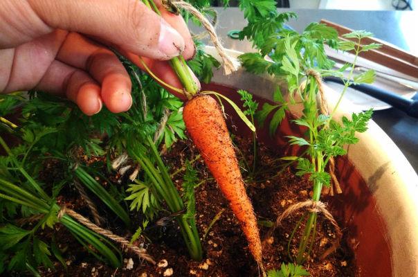 the 16 best healthy edible plants to grow indoors, gardening, Carrots are a good source of a variety of vitamins and minerals including thiamin niacin folate manganese potassium and vitamins B6 A C and K They also supply carotenoids which are a big boon for eye health
