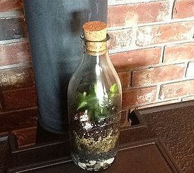 diy terrariums for gift giving, gardening, seasonal holiday d cor, succulents, terrarium, Lynne of Sensible Gardening Living will tell you about open closed terrariums at