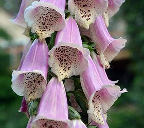 foxglove an easy cottage garden flower, flowers, gardening, One of my favorites pink outside and a creamy yellow inside