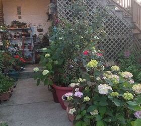 more garden and an extra sitting space to rest my bones, flowers, gardening, hydrangea