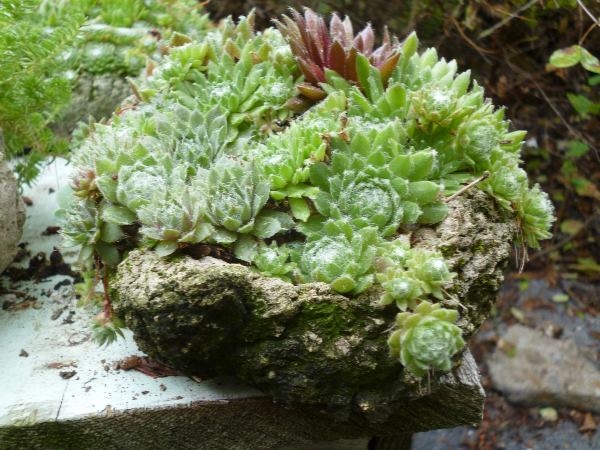 hypertufa and succulents a match made in heaven, flowers, gardening, succulents, Another rugged surfaced planter made from the scraps at the end of a batch Nothing goes to waste