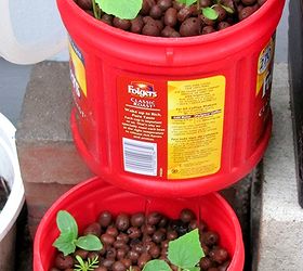tiny aquaponics fun, container gardening, gardening, Here are the two plant pots and the little plants inside Water drips from one pot into the next
