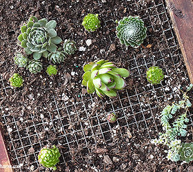 diy vertical succulent planter, Hens and Chicks
