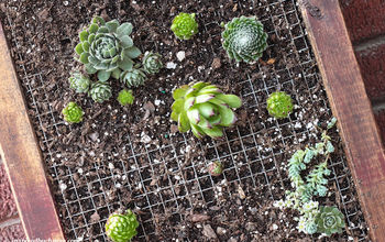 DIY Vertical Succulent Planter
