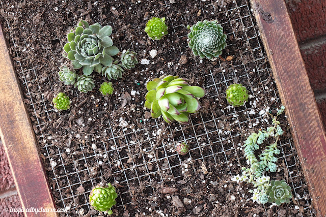 diy vertical succulent planter, Hens and Chicks