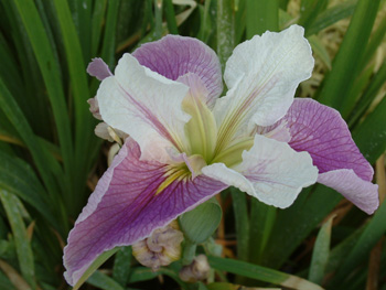 aquatic blooms and blossoms, gardening, Iris Louisiana Colorific