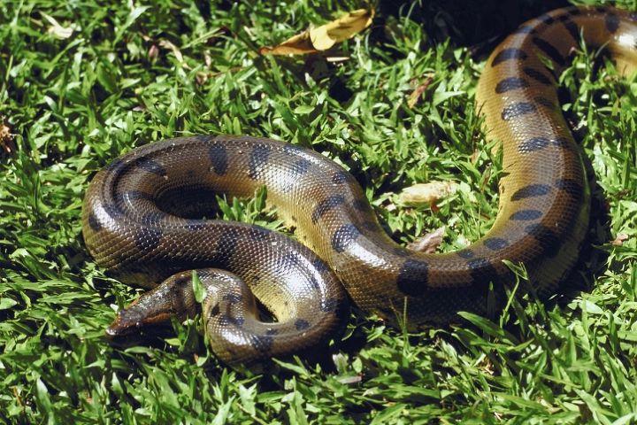 think you have a snake living in your garden, pest control