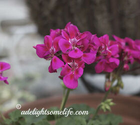 summer blooms and when a plant is not thriving, gardening, I will always have Geraniums in my garden