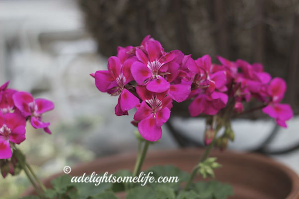 summer blooms and when a plant is not thriving, gardening, I will always have Geraniums in my garden