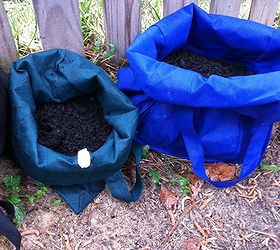 use reusable grocery bags to grow potatoes, gardening, Roll down sides to allow sun and rain to reach potatoes